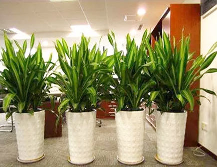 办公室摆放过多植物对风水有哪些影响