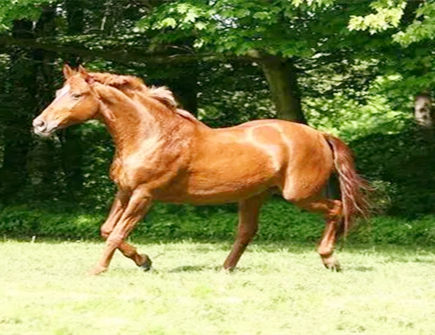 属马冲动后会做什么样的傻事 属马冲动后会做什么样的傻事