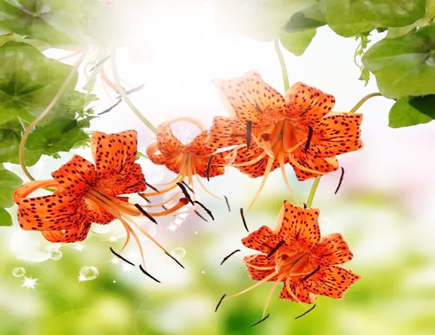 如何利用花草植物来催旺财运