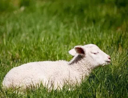 属羊在2021年哪个月份机遇最多 属羊在2021年哪个月份机遇最多