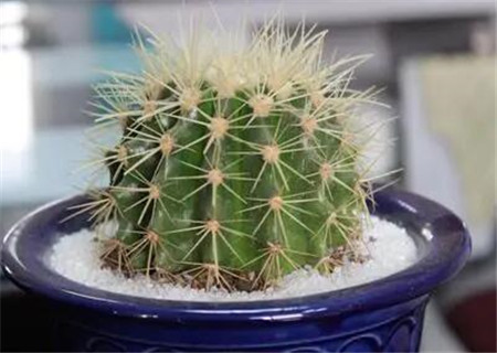 哪些植物不适合放在家中 哪些植物不适合放在家中