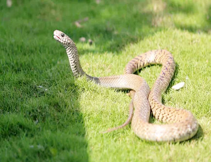 属蛇什么时候会感到孤独