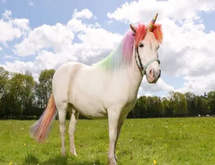 属马什么时候会感到孤独