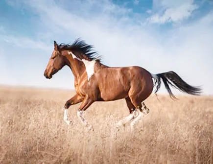 属马谈恋爱需要忌讳的事情 属马谈恋爱需要忌讳的事情