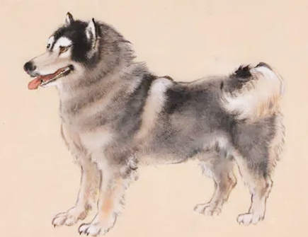 属狗谈恋爱需要忌讳的事情