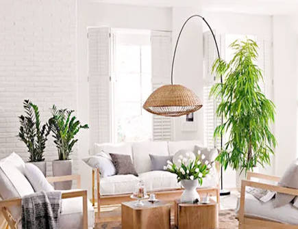 家居摆放植物的风水禁忌 家居摆放植物的风水禁忌