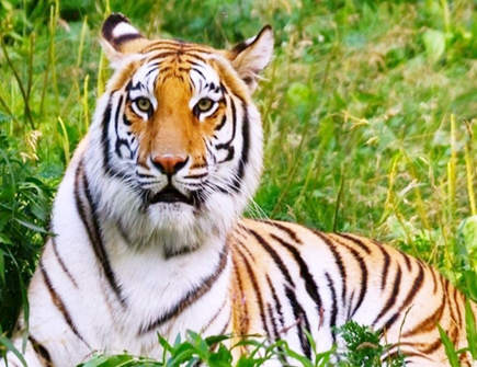 如何与属虎男相处