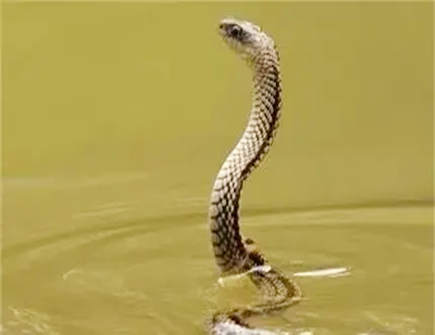 如何与属蛇男相处