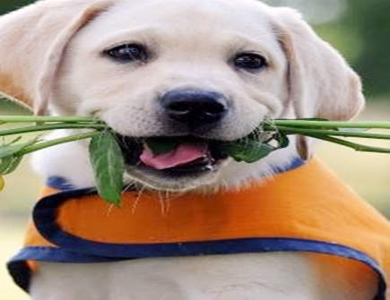 如何与属狗男相处