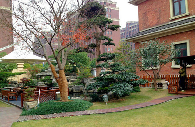 院子里栽树的风水有什么禁忌 院子里栽树的风水有什么禁忌