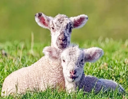 属羊女如何智斗婆婆 属羊女如何智斗婆婆