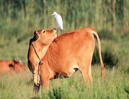 如何与属牛人和睦相处