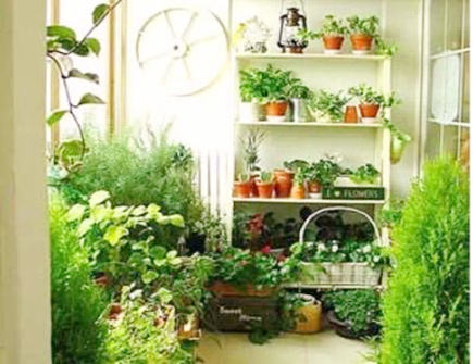 室内植物摆放与家居风水的关系