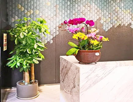 摆放植物的风水禁忌 摆放植物的风水禁忌