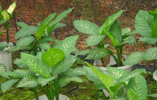 适合种植植物的八字 适合种植植物的八字