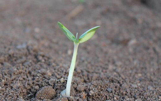 白手起家的八字什么样 白手起家的八字什么样