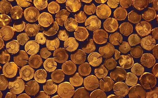 八字木旺者的性格 八字木旺者的性格