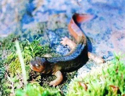 娃娃鱼有什么风水作用