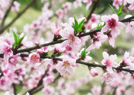 八字桃花查询.jpg 八字桃花查询.jpg