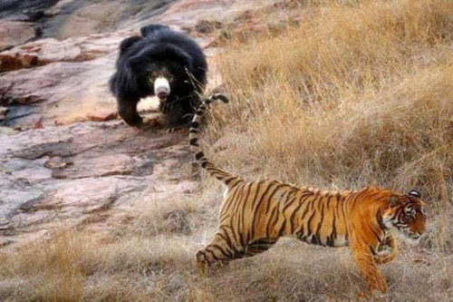 八字神煞带有魁罡 八字神煞带有魁罡.jpg