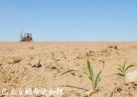 己土女的命运如何