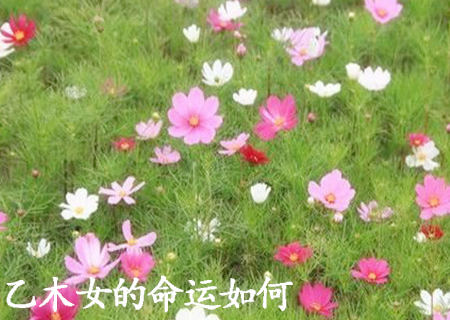 乙木女的命运如何.jpg 乙木女的命运如何.jpg