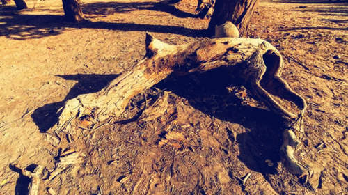 八字五行缺木怎么办.jpg 八字五行缺木怎么办.jpg