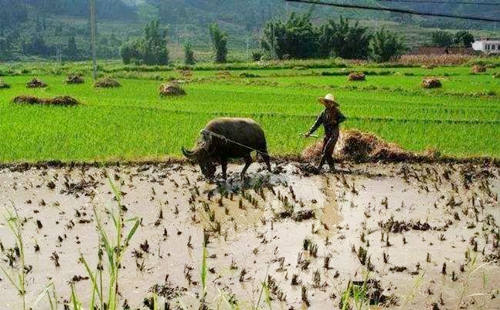 八字己土日元100列