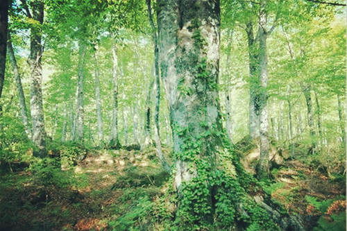 大林木命是什么意思.jpg 大林木命是什么意思.jpg