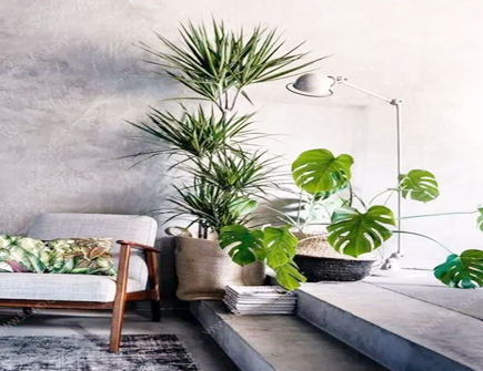 家居中养植物的风水知识 家居中养植物的风水知识