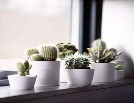 仙人掌摆放在卧室有什么风水影响 仙人掌摆放在卧室有什么风水影响