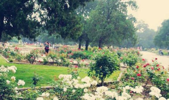 八字五行木旺缺金的人怎么办.jpg 八字五行木旺缺金的人怎么办.jpg