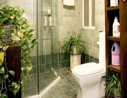 卫生间适合摆放什么风水植物 卫生间适合摆放什么风水植物