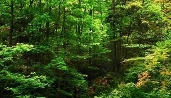 五行木太旺的表现.jpg 五行木太旺的表现.jpg