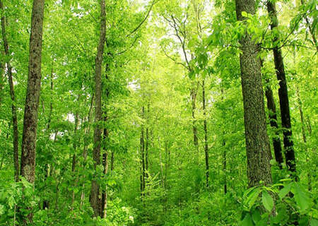 甲木女的性格.jpg 甲木女的性格.jpg