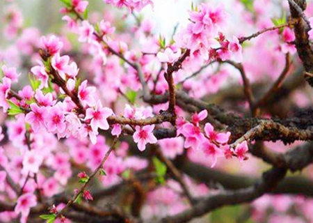 桃花刃是什么意思.jpg 桃花刃是什么意思.jpg