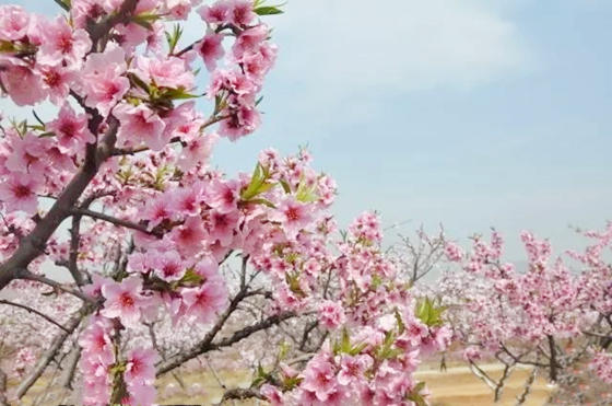 八字咸池是什么意思.jpg 八字咸池是什么意思.jpg