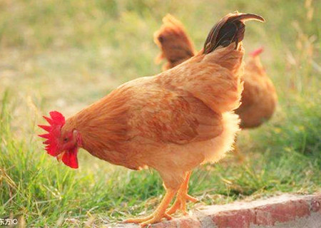 2020年破太岁如何化解