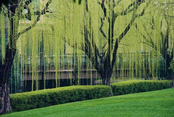 木命.jpg 木命.jpg