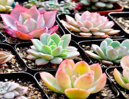 多肉植物摆放的风水禁忌