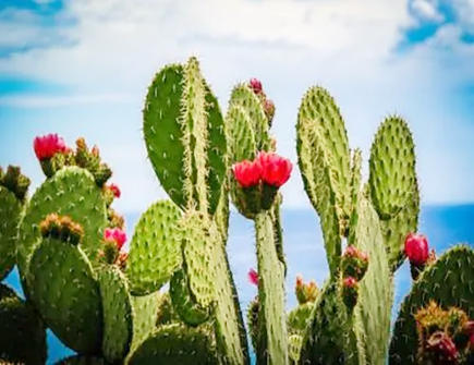 家居中不能摆放哪些风水植物