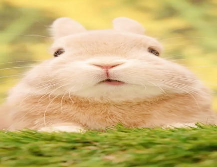 属兔在哪些方面让人感到很暖心 属兔在哪些方面让人感到很暖心