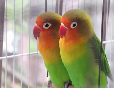 家里养什么宠物风水好 家里养什么宠物风水好