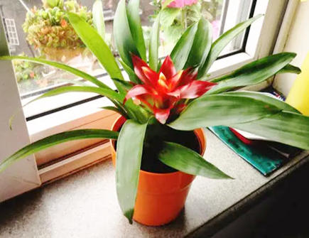 家居中摆放风水植物有哪些选择