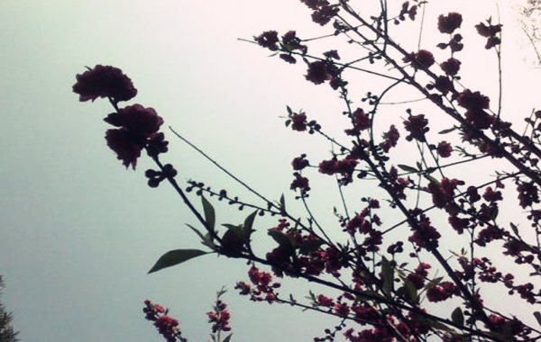 桃花极旺的八字.jpg 桃花极旺的八字.jpg