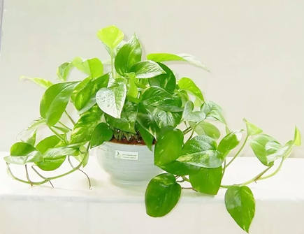 家里养绿萝风水好不好