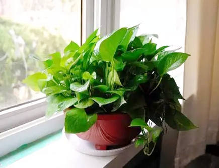 家里养绿萝风水好不好 家里养绿萝风水好不好