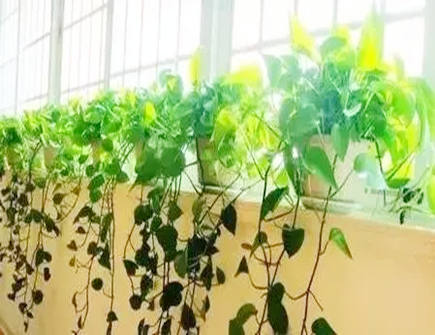 家里养绿萝风水好不好 家里养绿萝风水好不好