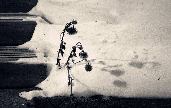 不能当官的八字