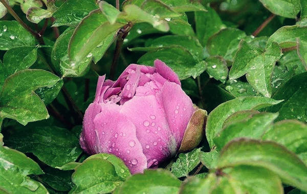 八字格局与旺衰哪个准.jpg 八字格局与旺衰哪个准.jpg